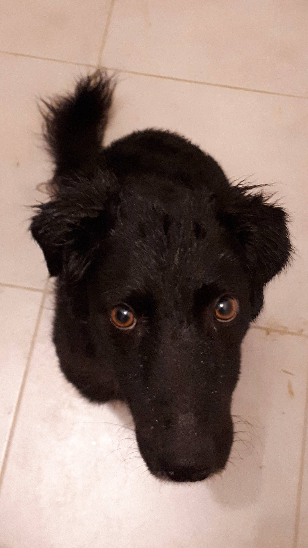 Jenna participe au concours pour gagner de l'argent avec cette photo : borador, canidae, carnivore, croatian_sheepdog, dog, dog_breed, mammal, mudi, rare_breed_dog, snout, sporting_group, vertebrate