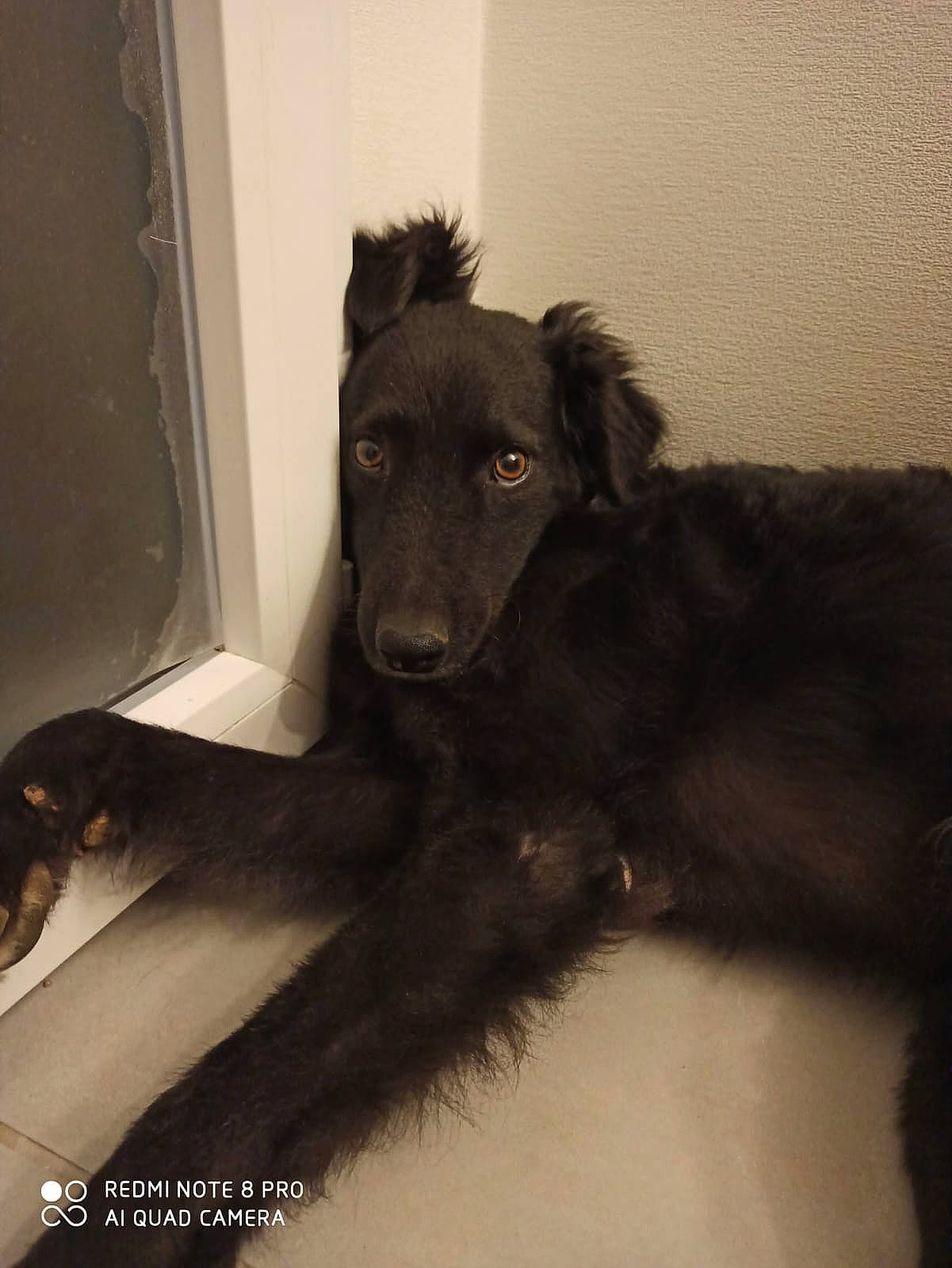 Jenna participe au concours pour gagner de l'argent avec cette photo : belgian_shepherd, borador, canidae, carnivore, companion_dog, dog, dog_breed, groenendael, longhaired_whippet, lurcher, mammal, rare_breed_dog, scottish_deerhound, silken_windhound, sporting_group, vertebrate