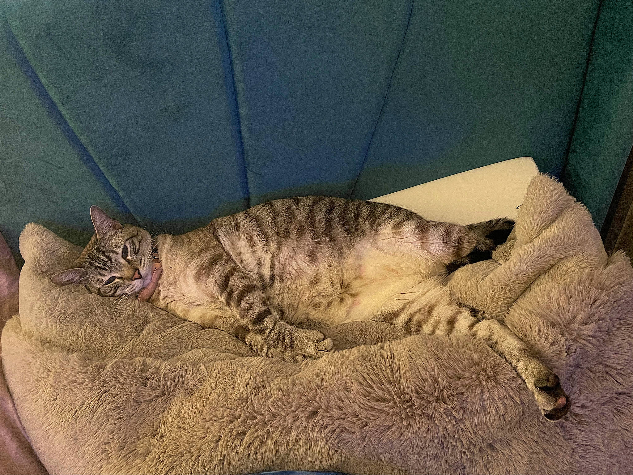 Biggie Smalls is registered to the contest to win money with this photo: carnivore, cat, cat_bed, claw, comfort, domestic_short_haired_cat, fawn, felidae, foot, fur, nap, paw, sitting, sleep, small_to_medium_sized_cats, snout, tail, terrestrial_animal, whiskers, wildlife