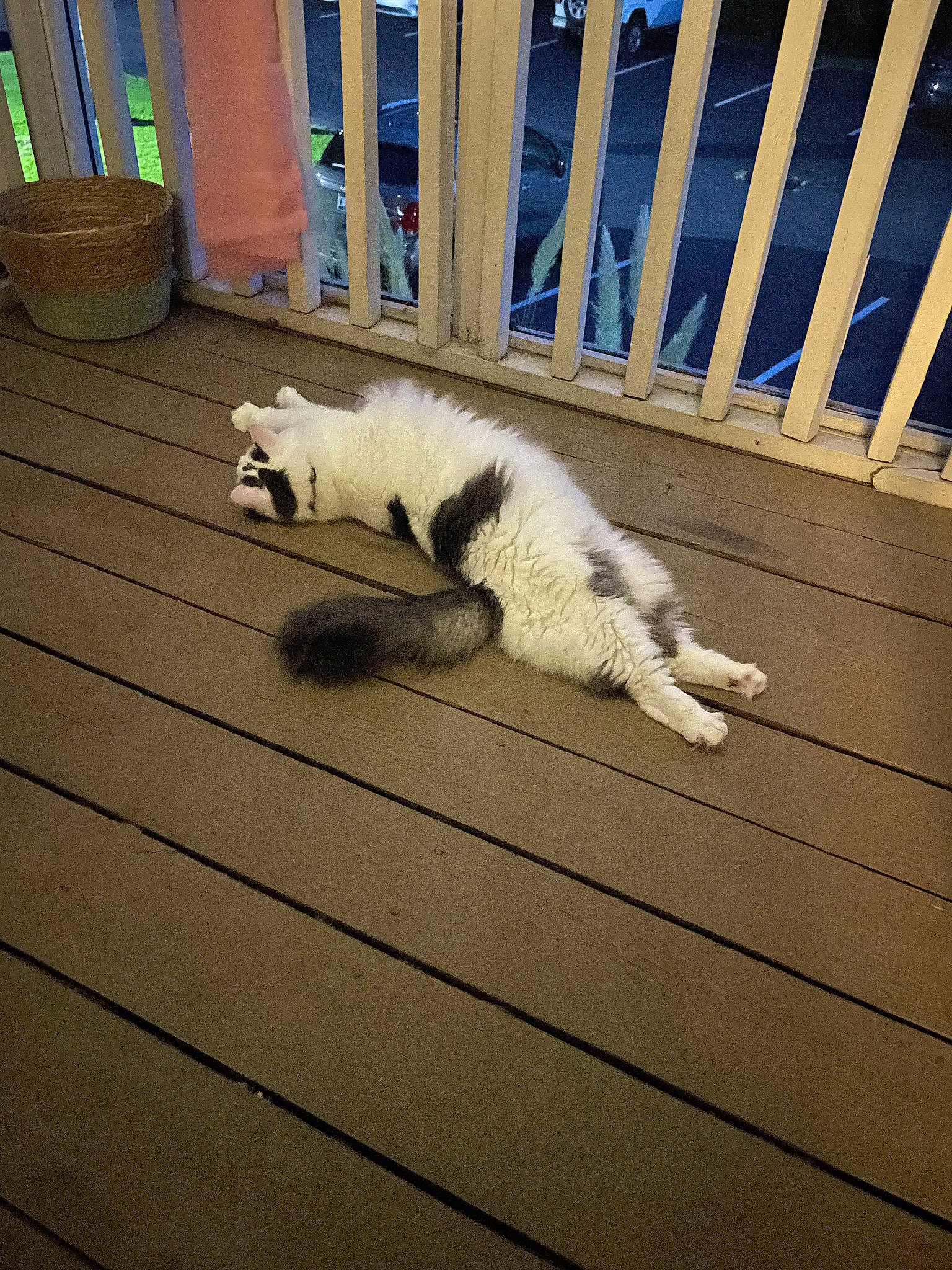 Tucker is registered to the contest to win money with this photo: canidae, carnivore, cat, companion_dog, dog_breed, domestic_short_haired_cat, felidae, fence, floor, flooring, fur, hardwood, line, small_to_medium_sized_cats, snout, sporting_group, tail, whiskers, wood, wood_stain