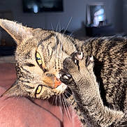 Keanu is registered to the contest to win money with this photo: cat, tabby_cat, paw, pink_blanket, indoor, close_up, fur, yellow_eyes, whiskers, playful, pet, animal, relaxed, feline, claws, soft_texture, home, resting, cozy, cute