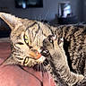 cat, tabby_cat, paw, pink_blanket, indoor, close_up, fur, yellow_eyes, whiskers, playful, pet, animal, relaxed, feline, claws, soft_texture, home, resting, cozy, cute