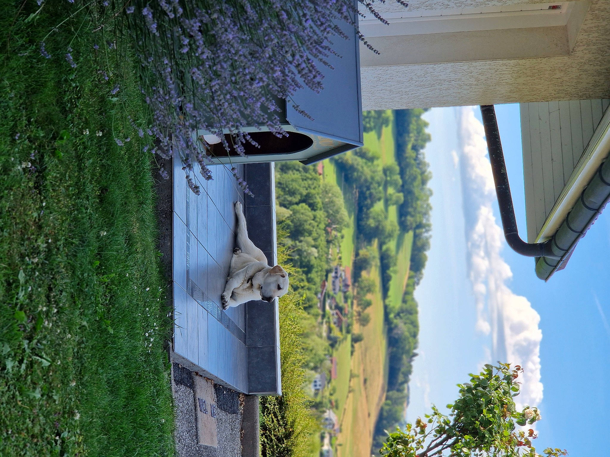 Indy a rejoint le concours — aidez-le/la à gagner de superbes lots ! automotive_exterior, azure, biome, building, cloud, facade, house, leaf, plant, reflection, shade, sky, tints_and_shades, tree, vegetation, wall, wheel, window, wood, woody_plant