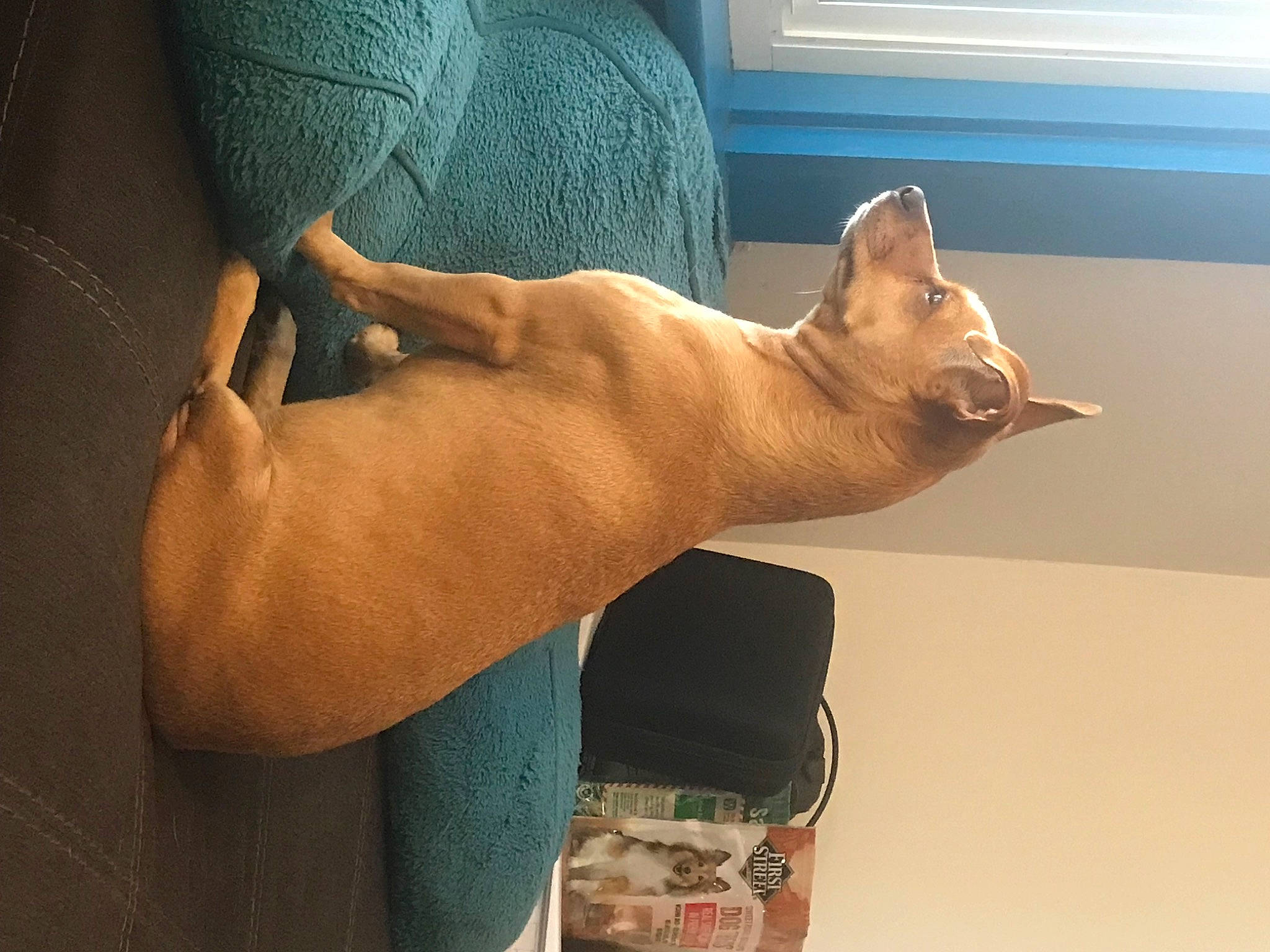 Juliet joined the competition — help win amazing prizes! carnivore, cat, comfort, elbow, felidae, finger, foot, gesture, hand, knee, leg, nail, small_to_medium_sized_cats, thigh, thumb, trunk, whiskers, window, wood, wrist