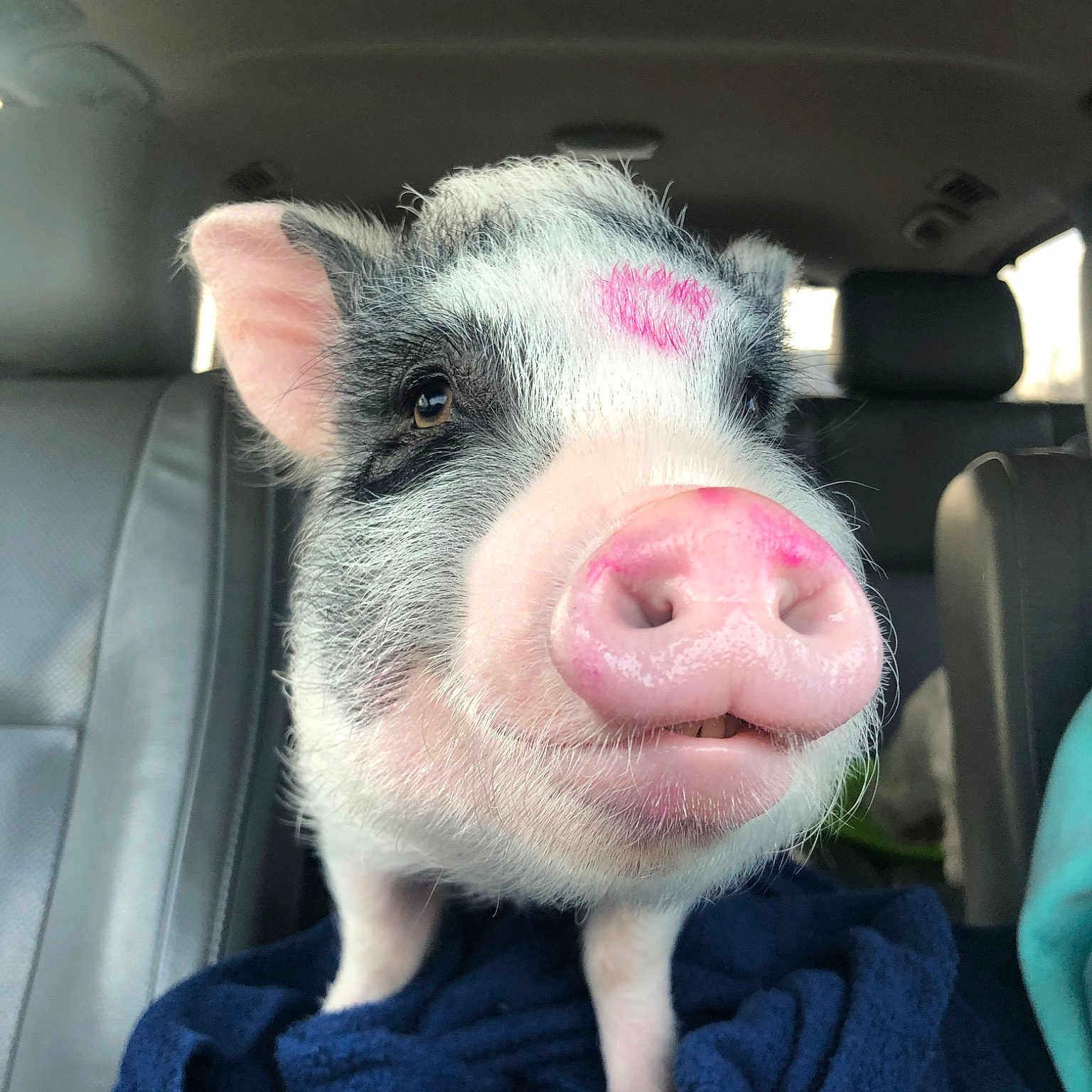 Piggy