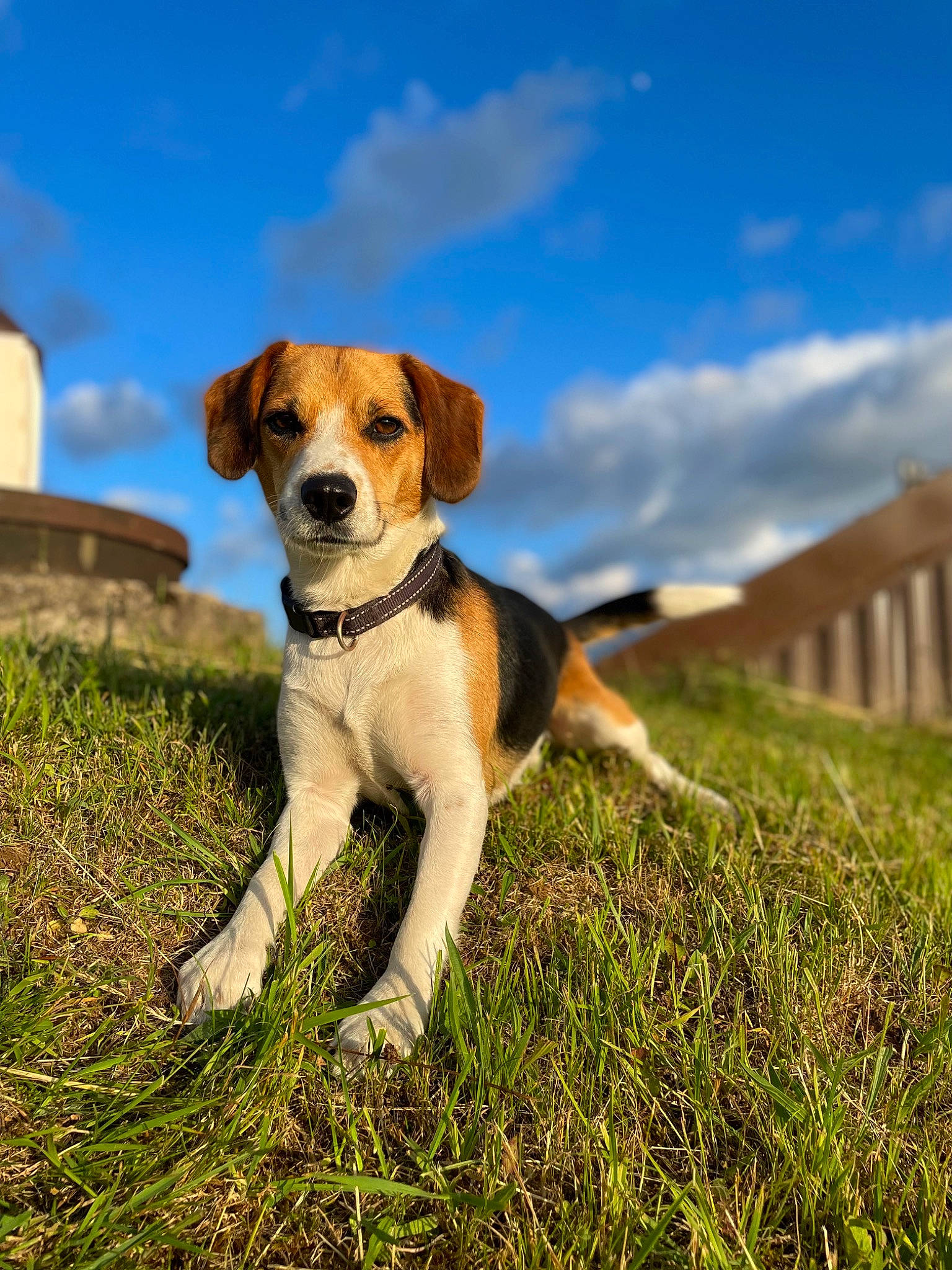 Markus participe au concours pour gagner de l'argent avec cette photo : beagle, beagle_harrier, carnivore, cloud, collar, companion_dog, dog, dog_breed, dog_collar, fawn, goggles, grass, grassland, gun_dog, hound, plant, prairie, sky, tail, working_dog