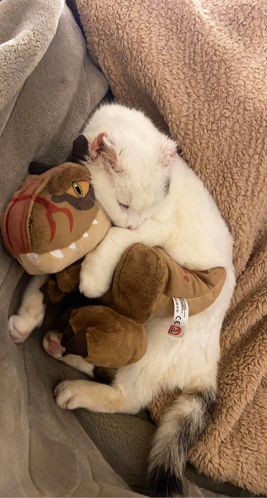 Chaman a rejoint le concours — aidez-le/la à gagner de superbes lots ! baby_sleeping, bow_tie, canidae, carnivore, cat, comfort, companion_dog, domestic_short_haired_cat, felidae, fur, linens, nap, paw, plush, small_to_medium_sized_cats, stuffed_toy, tail, toy, whiskers, wool