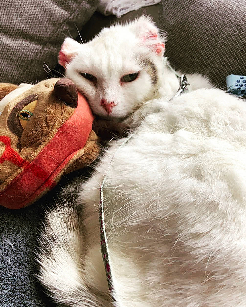 Chaman participe au concours pour gagner de l'argent avec cette photo : carnivore, cat, claw, comfort, domestic_short_haired_cat, felidae, fur, linens, nap, paw, photo_caption, small_to_medium_sized_cats, snout, tail, terrestrial_animal, whiskers