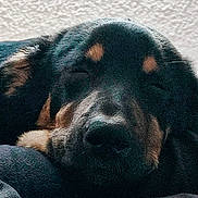 Mora participe au concours pour gagner de l'argent avec cette photo : animal, background, black_fur, blanket, calm, close_up, cozy, dog, ears, face, fur, indoor, muzzle, nostrils, pet, relaxed, resting, sleeping, tan_fur, texture