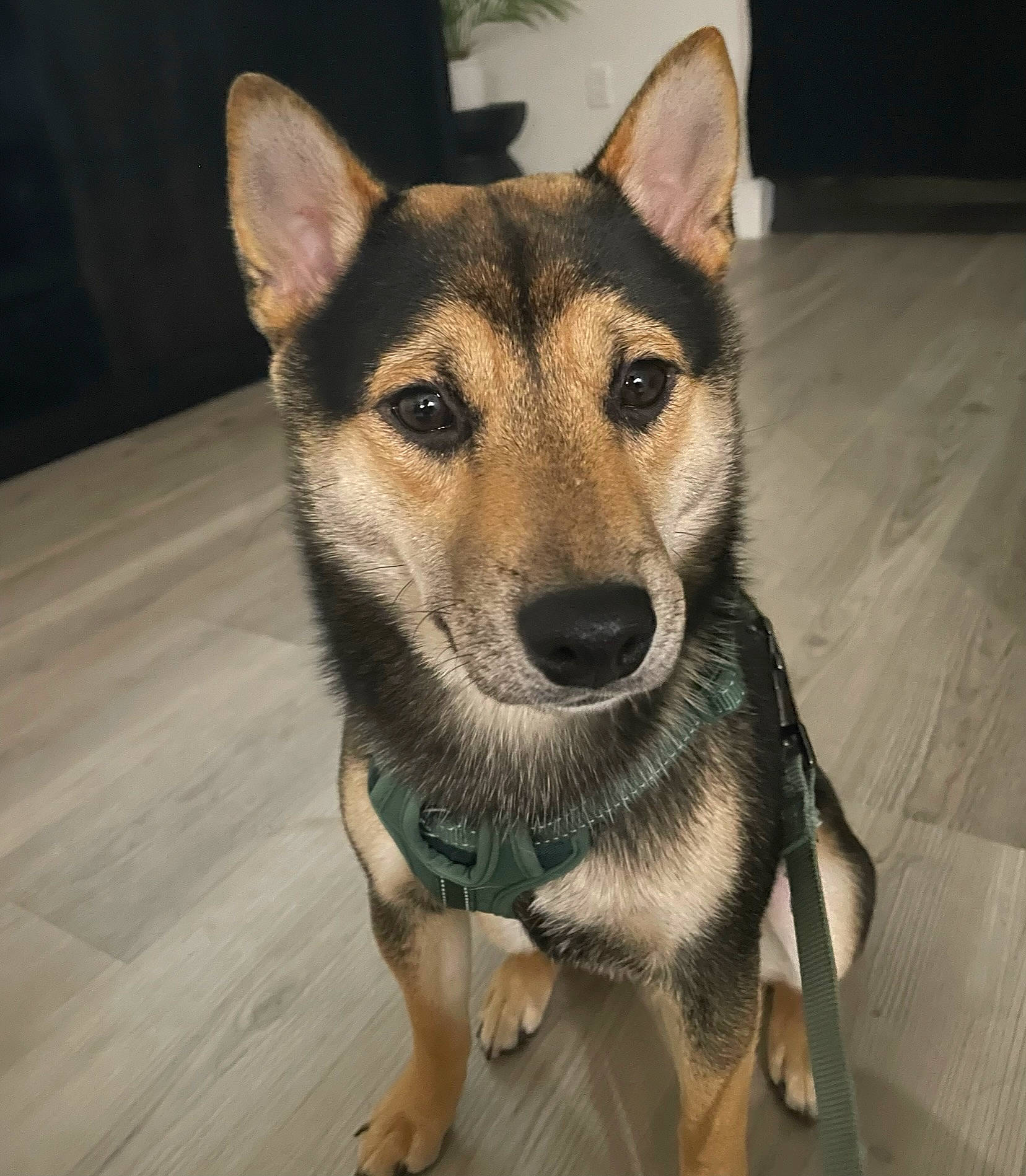 Ichiban is registered to the contest to win money with this photo: canidae, canis, carnivore, collar, companion_dog, dog, dog_breed, eye, fawn, flooring, fur, head, snout, sporting_group, terrestrial_animal, whiskers, wildlife, wood, working_animal, working_dog