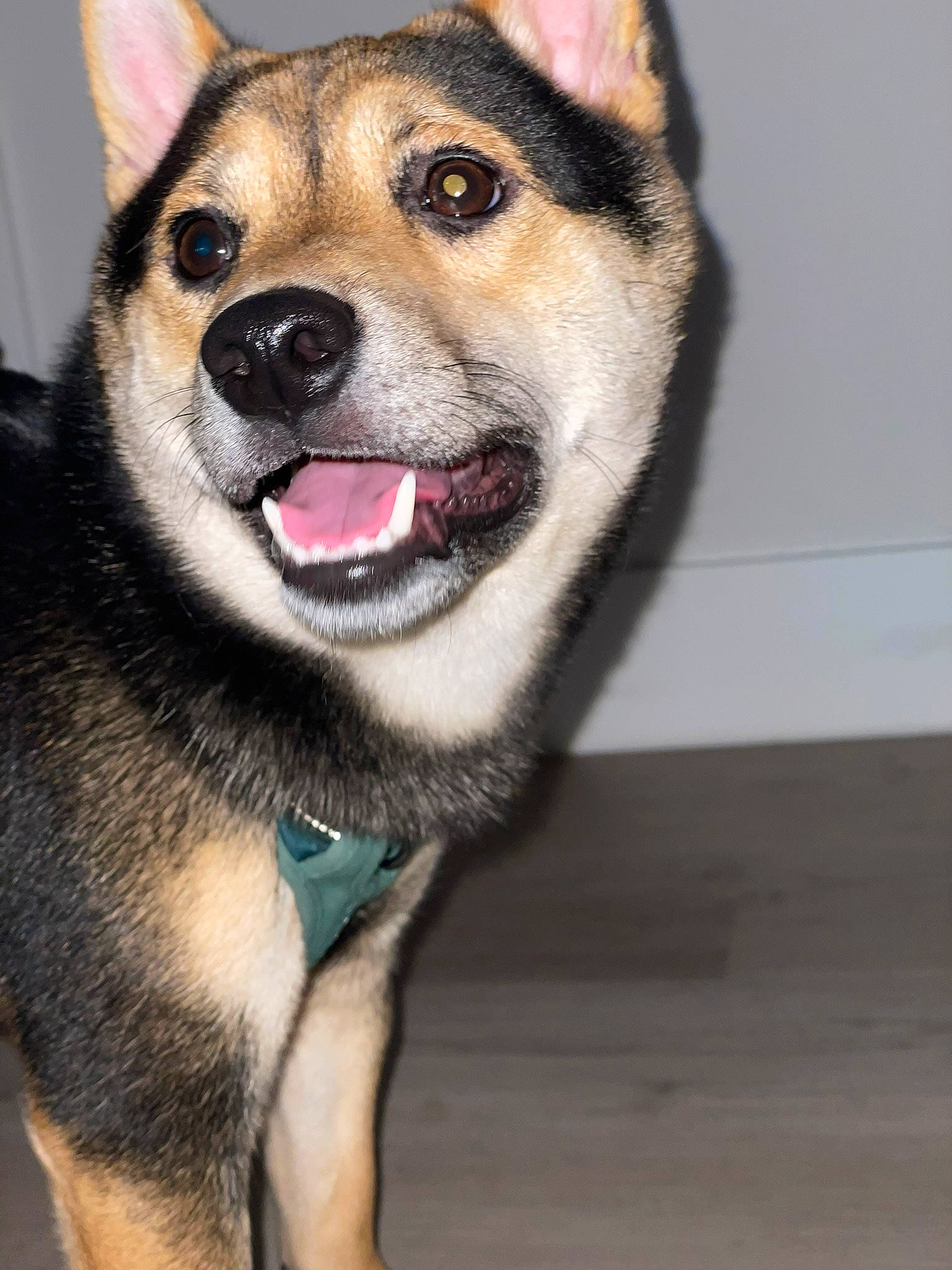 Ichiban joined the competition — help win amazing prizes! ancient_dog_breeds, canidae, carnivore, close_up, collar, companion_dog, dog, dog_breed, dog_collar, fawn, fur, jaw, non_sporting_group, sled_dog, snout, sporting_group, terrestrial_animal, whiskers, working_animal, working_dog