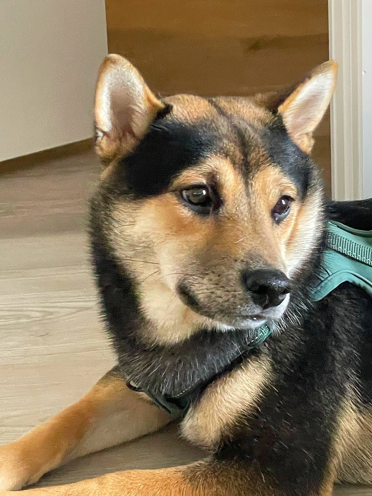 Ichiban is registered to the contest to win money with this photo: ancient_dog_breeds, canidae, canis, carnivore, companion_dog, dog, dog_breed, fawn, fur, jaw, non_sporting_group, sled_dog, snout, sporting_group, terrestrial_animal, whiskers, wildlife, wolf, working_animal, working_dog