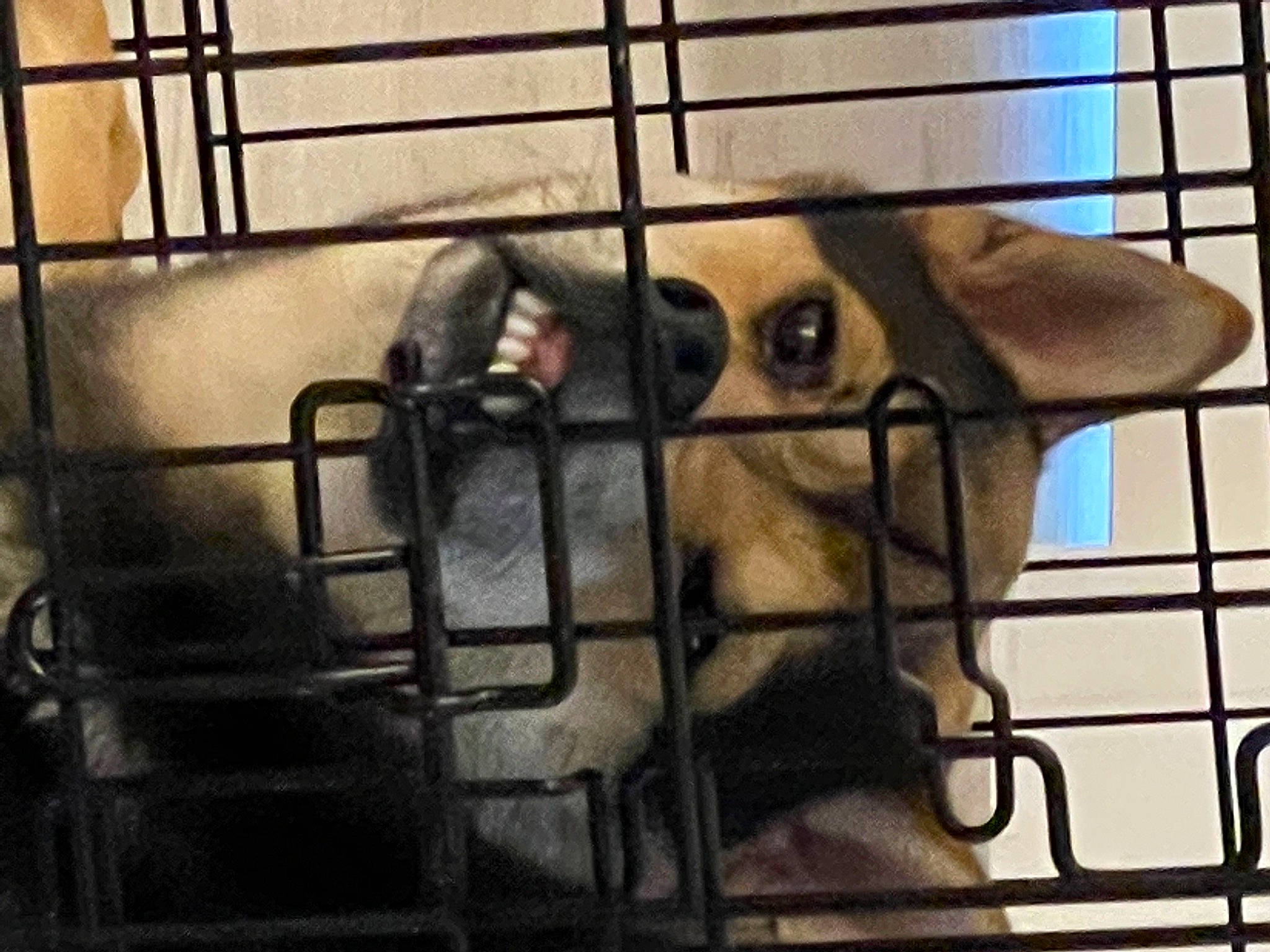 Ichiban is registered to the contest to win money with this photo: animal_shelter, cage, canidae, companion_dog, dog_breed, dog_crate, dog_supply, fawn, fur, kennel, livestock, mesh, metal, pet_supply, service, snout, terrestrial_animal, whiskers, wildlife, working_animal