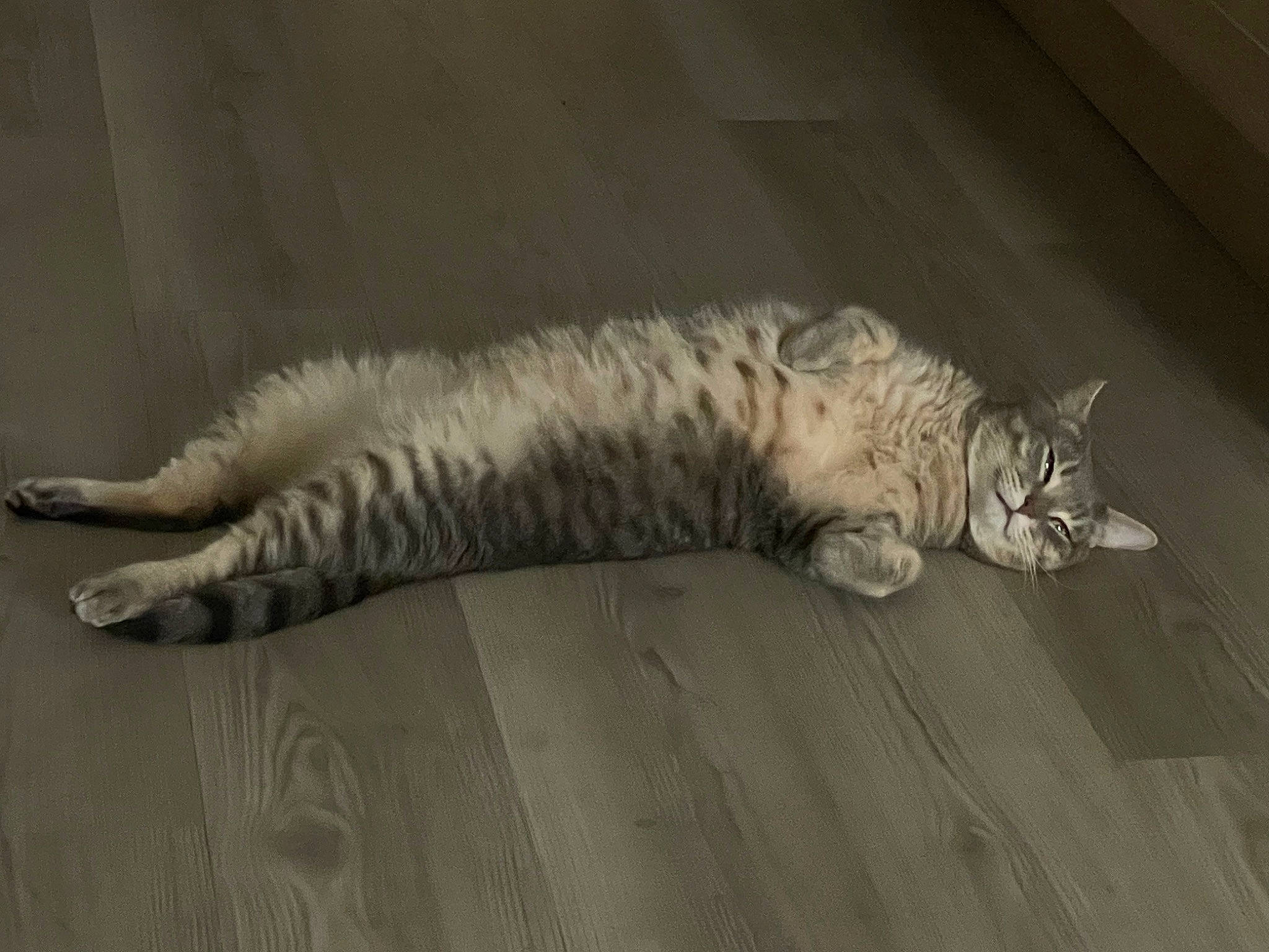 Buddy is registered to the contest to win money with this photo: carnivore, cat, claw, comfort, domestic_short_haired_cat, felidae, flooring, fur, grey, hardwood, nap, paw, sleep, small_to_medium_sized_cats, tail, terrestrial_animal, whiskers, wood