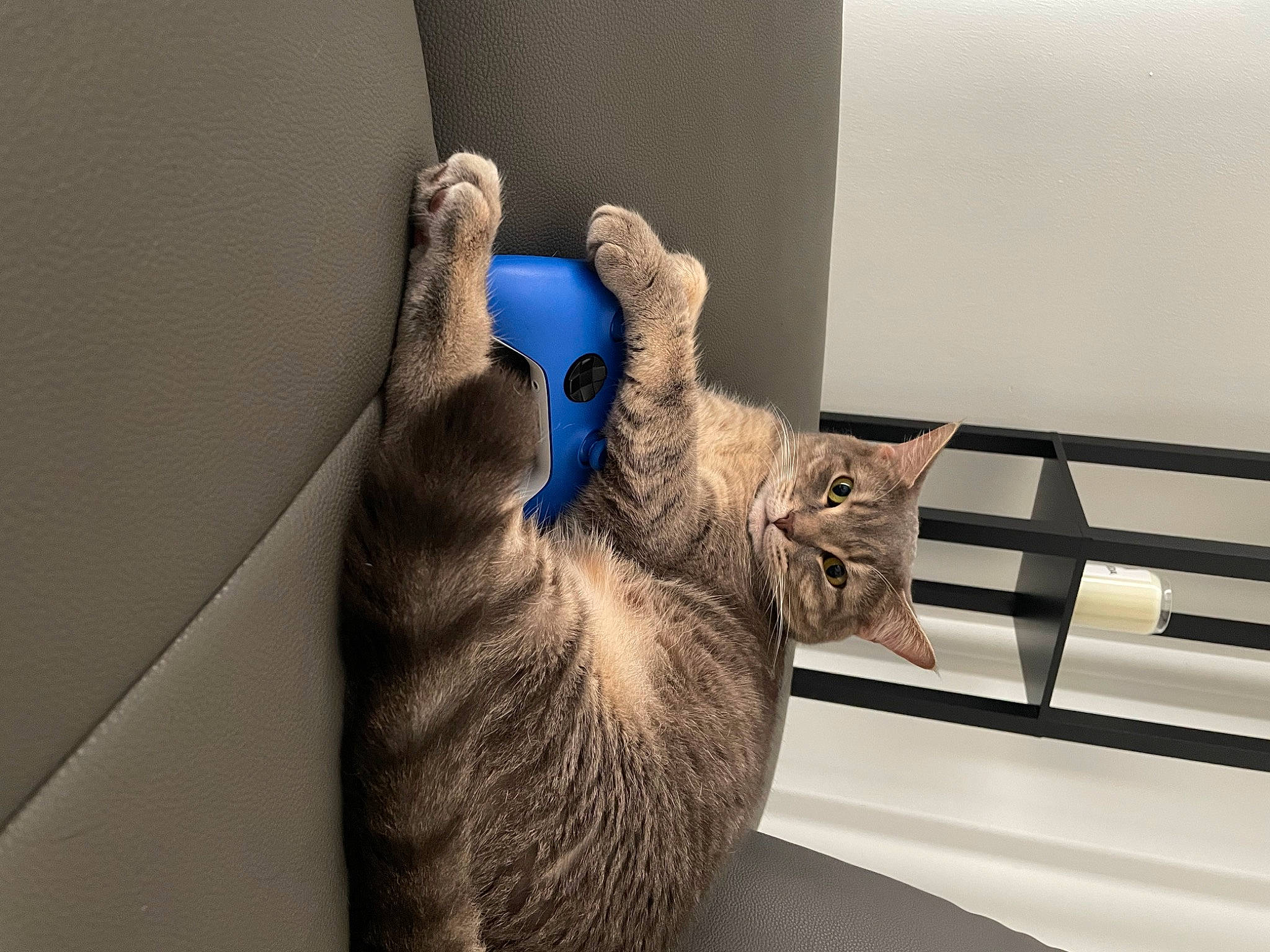 Buddy joined the competition — help win amazing prizes! carnivore, cat, claw, comfort, couch, domestic_short_haired_cat, felidae, flooring, fur, gesture, grey, hardwood, paw, room, small_to_medium_sized_cats, table, tail, whiskers, window, wood