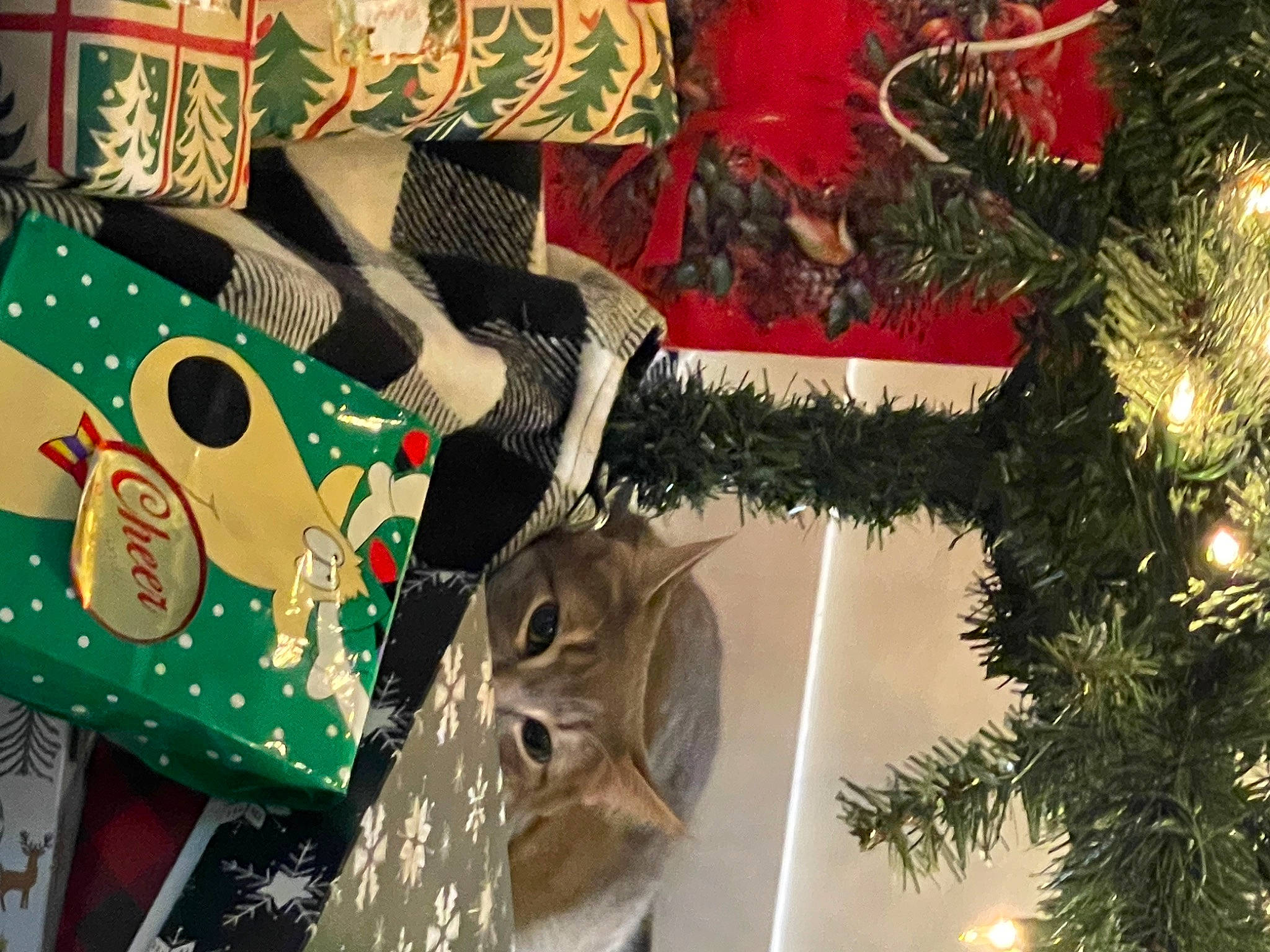 Buddy is registered to the contest to win money with this photo: art, carmine, christmas, christmas_decoration, christmas_ornament, christmas_tree, conifer, event, evergreen, holiday, holiday_ornament, light, ornament, plant, room, tree, twig, window, winter, wood