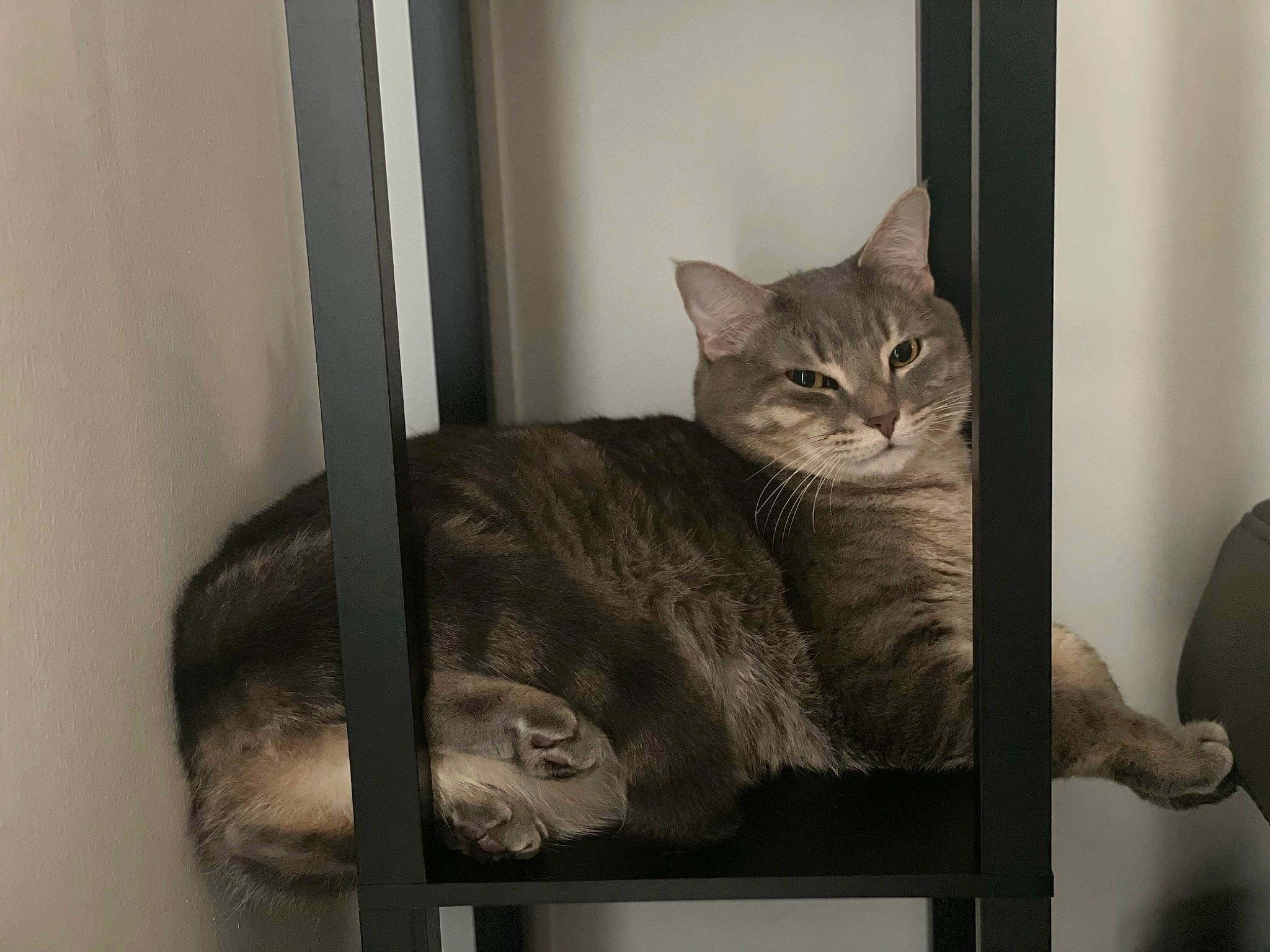 Buddy joined the competition — help win amazing prizes! carnivore, cat, cat_supply, chair, comfort, domestic_short_haired_cat, felidae, fur, grey, metal, pet_supply, room, sitting, small_to_medium_sized_cats, snout, tail, whiskers, window, wood