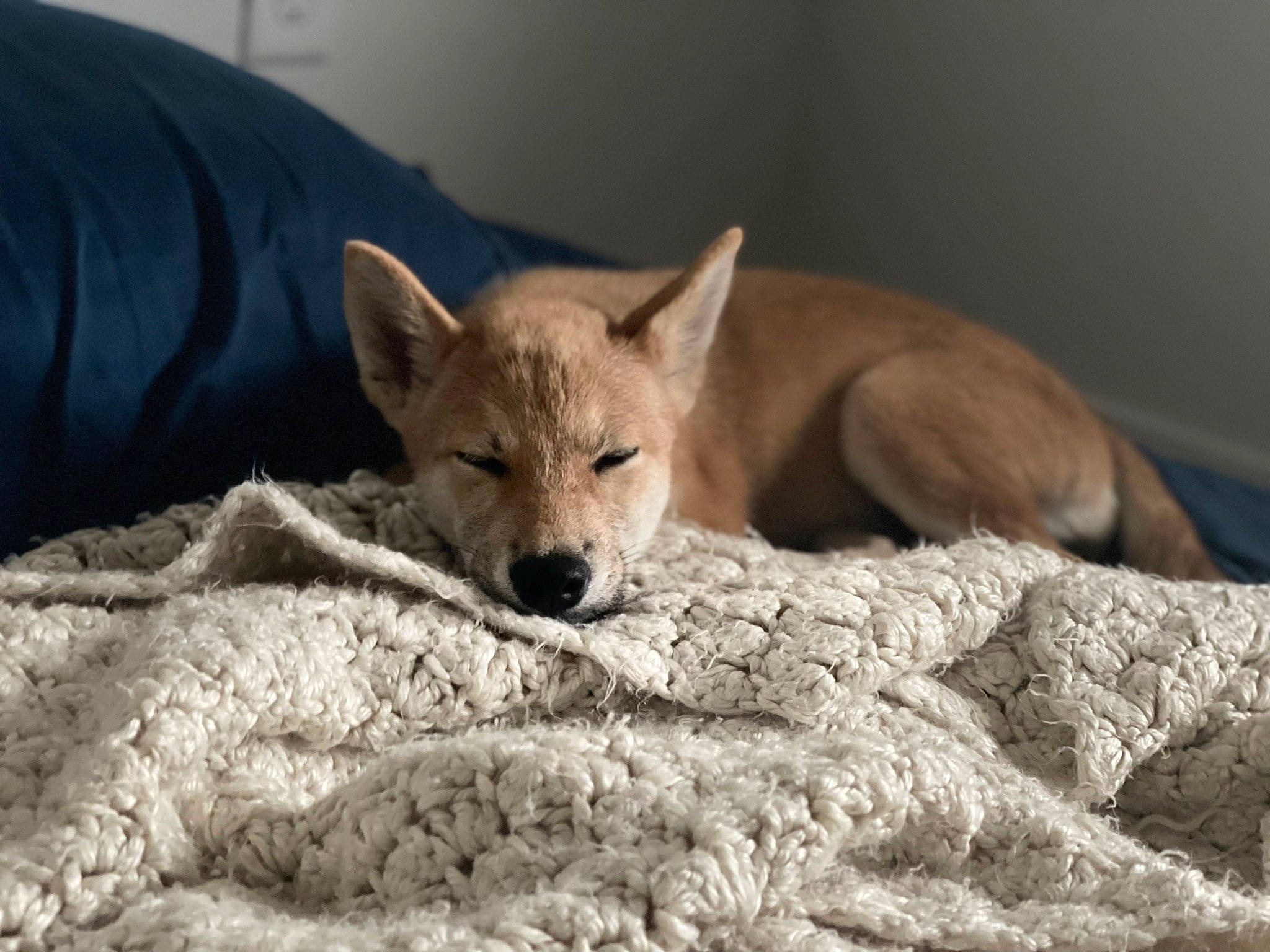 Sadie joined the competition — help win amazing prizes! canidae, canis, carnivore, comfort, dog, dog_breed, fawn, fennec_fox, fox, fur, kit_fox, swift_fox, tail, terrestrial_animal, whiskers, wildlife