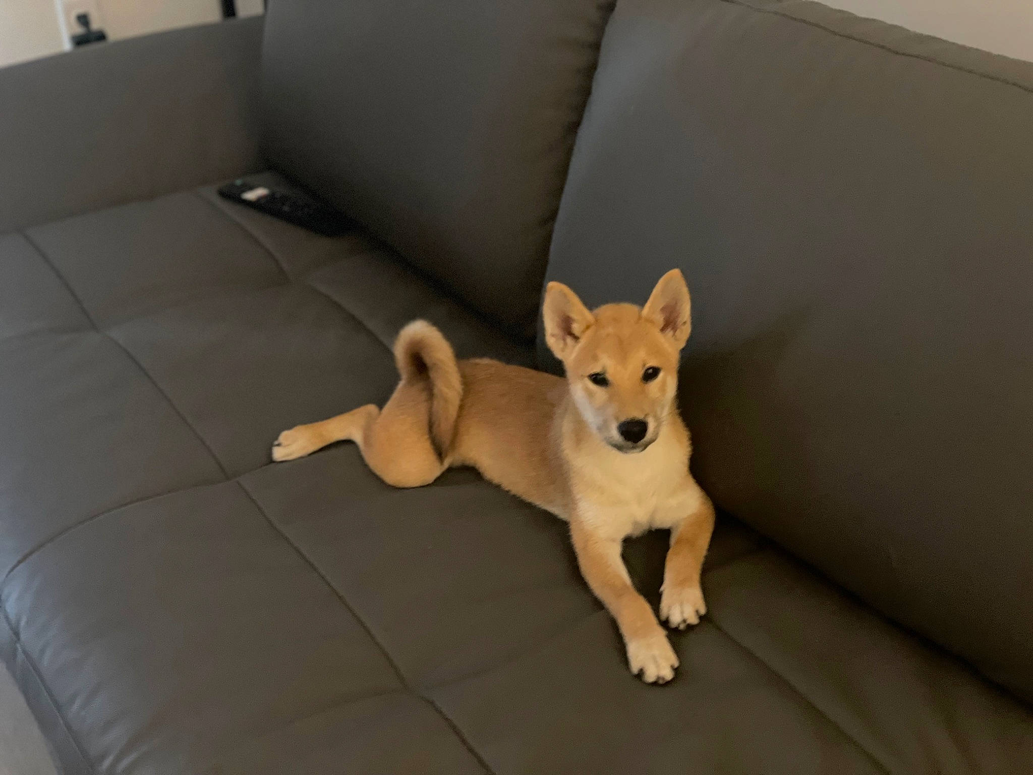 Sadie joined the competition — help win amazing prizes! canidae, carnivore, comfort, companion_dog, couch, dog, dog_breed, dog_supply, fawn, floor, flooring, hardwood, room, snout, spitz, sporting_group, tail, toy_dog, wood, working_animal
