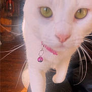 Stormy is registered to the contest to win money with this photo: cat, white_cat, pet, indoor, close_up, green_eyes, pink_collar, bell, whiskers, curious, feline, paw, walking, domestic_animal, soft_light, shadow, floor, furniture, houseplant, blur