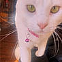 cat, white_cat, pet, indoor, close_up, green_eyes, pink_collar, bell, whiskers, curious, feline, paw, walking, domestic_animal, soft_light, shadow, floor, furniture, houseplant, blur