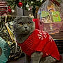 cat, scottish_fold, red_sweater, christmas_tree, ornaments, presents, gift_basket, holiday_decor, indoor, festive, pet, animal, cute, cozy, floor, winter, celebration, domestic, feline, decorations