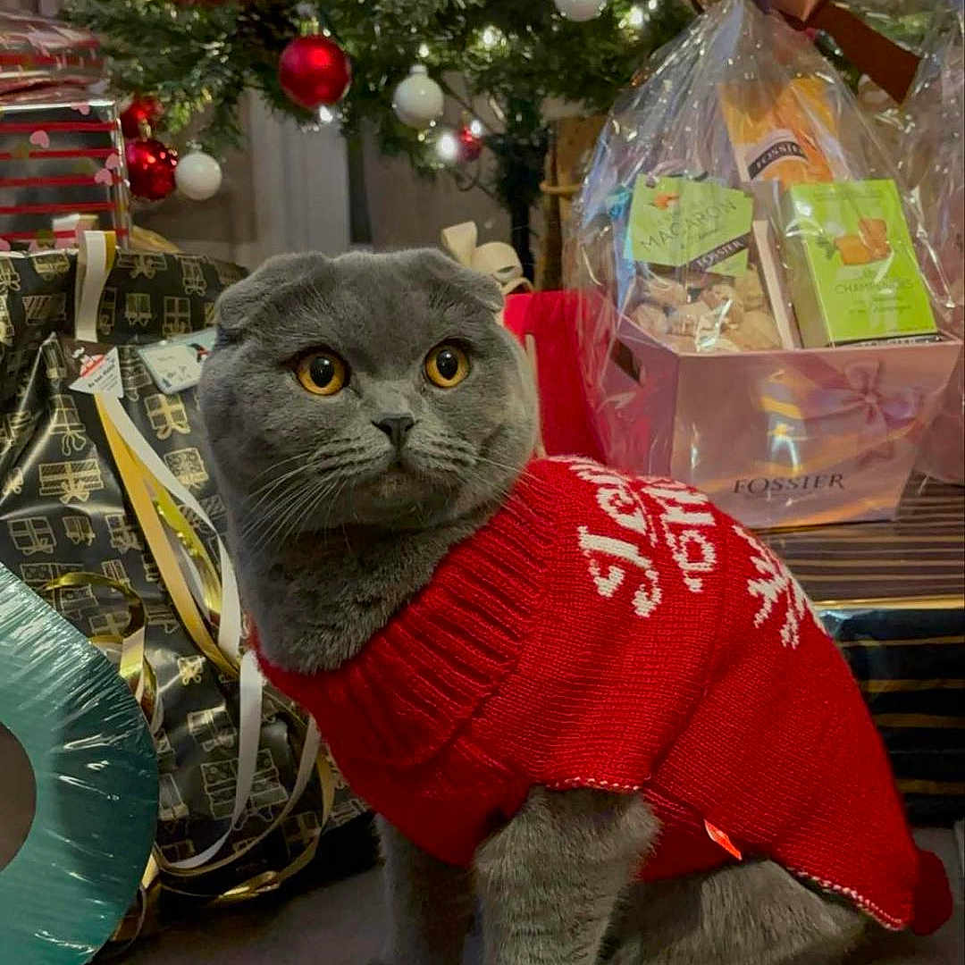 Bella participe au concours pour gagner de l'argent avec cette photo : animal, cat, celebration, christmas_tree, cozy, cute, decorations, domestic, feline, festive, floor, gift_basket, holiday_decor, indoor, ornaments, pet, presents, red_sweater, scottish_fold, winter