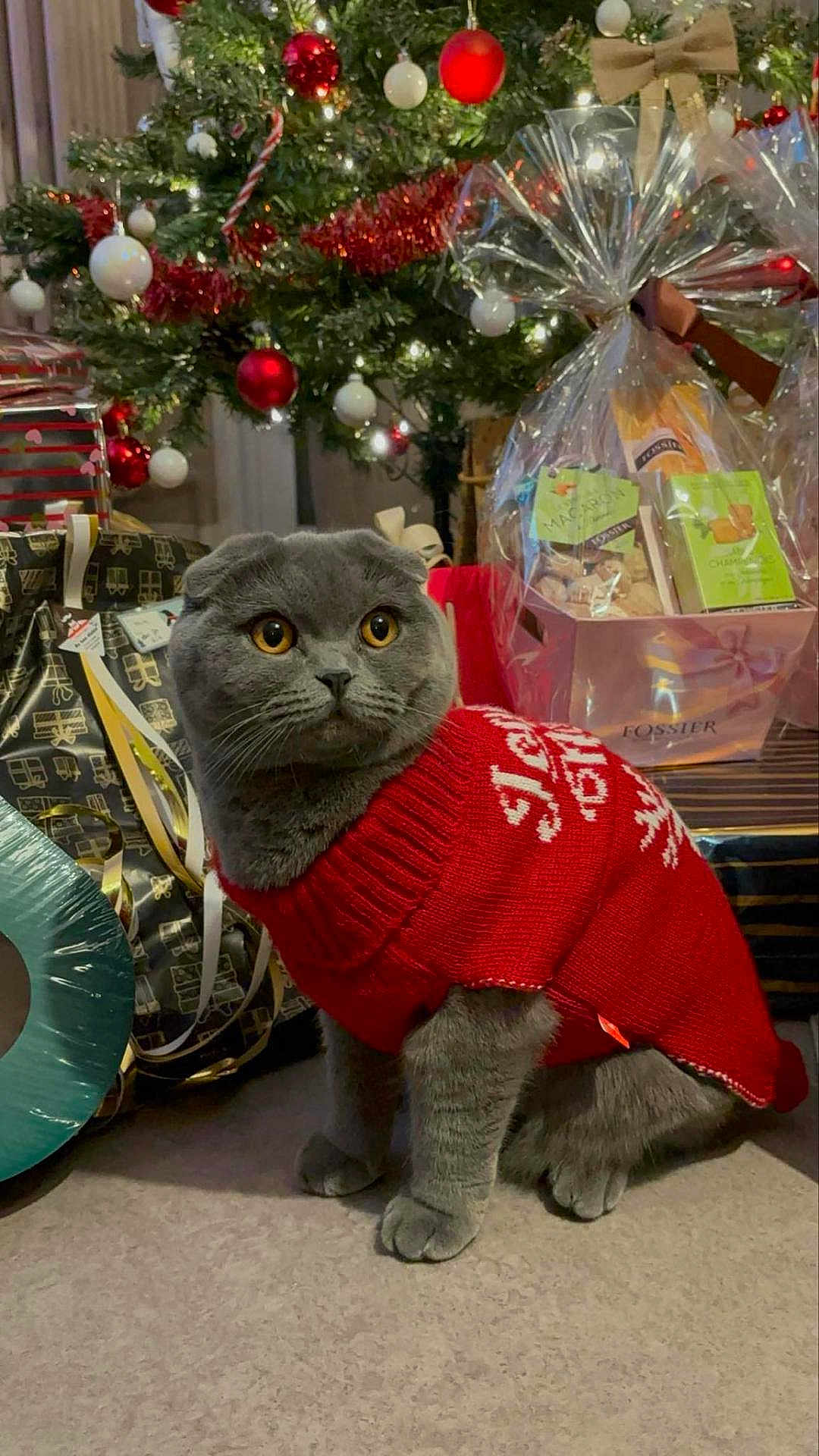 Bella participe au concours pour gagner de l'argent avec cette photo : cat, scottish_fold, red_sweater, christmas_tree, ornaments, presents, gift_basket, holiday_decor, indoor, festive, pet, animal, cute, cozy, floor, winter, celebration, domestic, feline, decorations