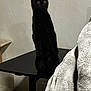 Luky a rejoint le concours — aidez-le/la à gagner de superbes lots ! cat, black_cat, folded_ears, standing, upright, table, table_top, blanket, fleece_blanket, indoor, wall, textured_wall, amber_eyes, eyes, pet, fur, portrait, gazing, curious, furniture