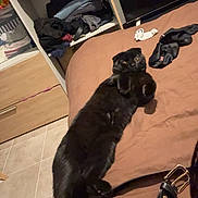 Luky participe au concours pour gagner de l'argent avec cette photo : cat, black_cat, bed, bedroom, belt, clothes, wardrobe, folded_clothes, television, tile_floor, lounging, pet, indoor, shelf, blanket, sock, stretched, relaxed, messy_room, drawer