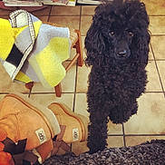 Mj participe au concours pour gagner de l'argent avec cette photo : cockapoo, companion_dog, dog, dog_breed, dog_like_mammal, miniature_poodle, poodle, snout, square, standard_poodle, water_dog