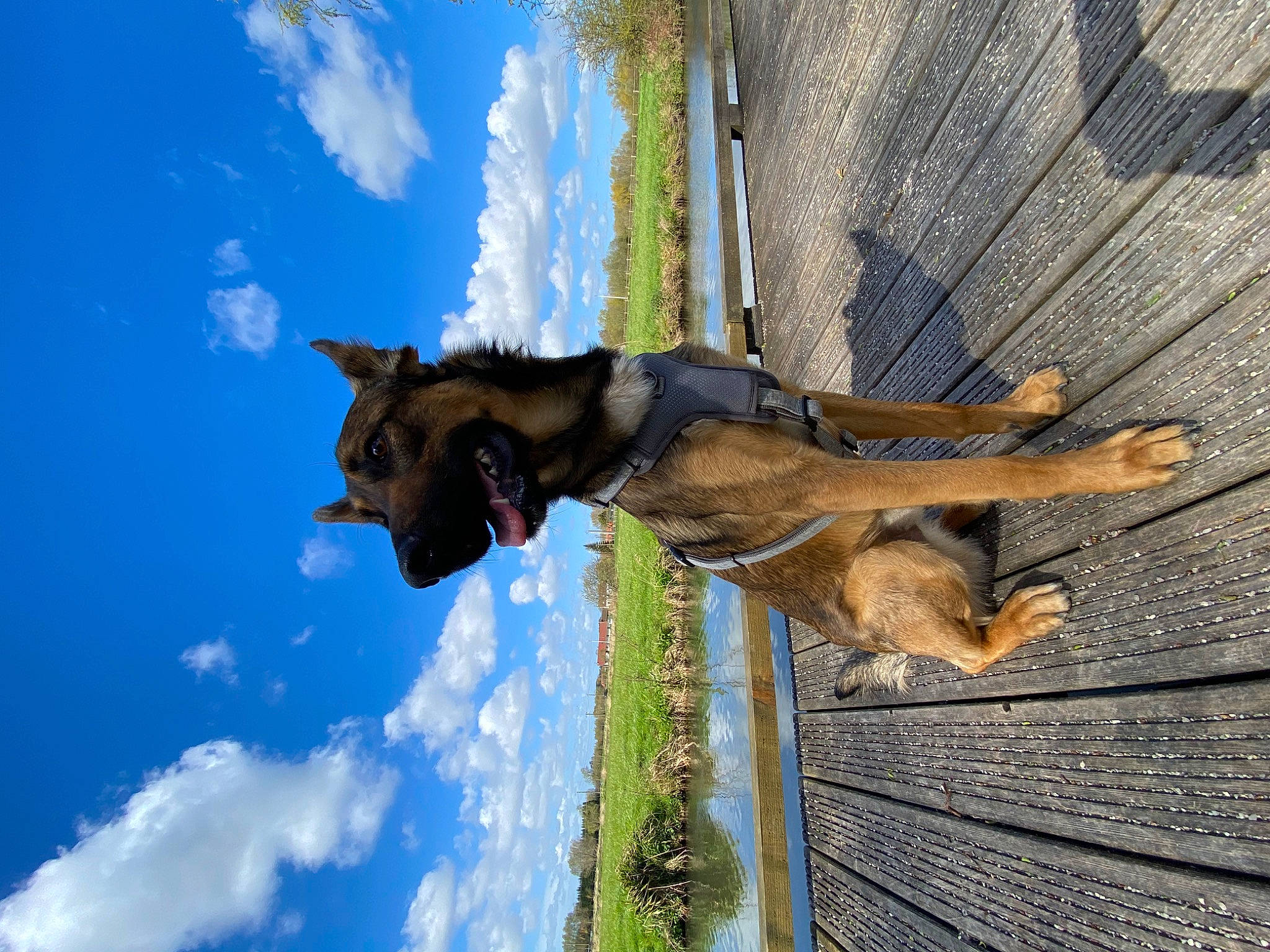 Taïco a rejoint le concours — aidez-le/la à gagner de superbes lots ! cloud, cross, cumulus, dog, dog_breed, electric_blue, fawn, horse, pack_animal, plant, religious_item, sculpture, sky, snout, sporting_group, stallion, tree, water, wood, working_animal
