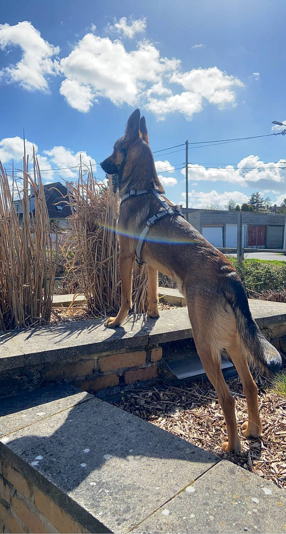 Taïco a rejoint le concours — aidez-le/la à gagner de superbes lots ! art, canidae, canis, carnivore, cloud, collar, dog, dog_breed, fawn, pet_supply, plant, sculpture, sky, snout, sporting_group, tail, terrestrial_animal, tree, wood, working_animal