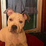 Athena is registered to the contest to win money with this photo: animal, brown, closeup, companion, curious, cushion, dog, domestic, ears, expression, face, fur, indoor, looking, mammal, pet, puppy, resting, window, young