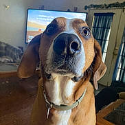 Hokie is registered to the contest to win money with this photo: dog, pet, brown_dog, indoor, living_room, curious, close_up, collar, canine, nose, ears, furniture, television, window, door, floor, home, domestic_animal, portrait, animal