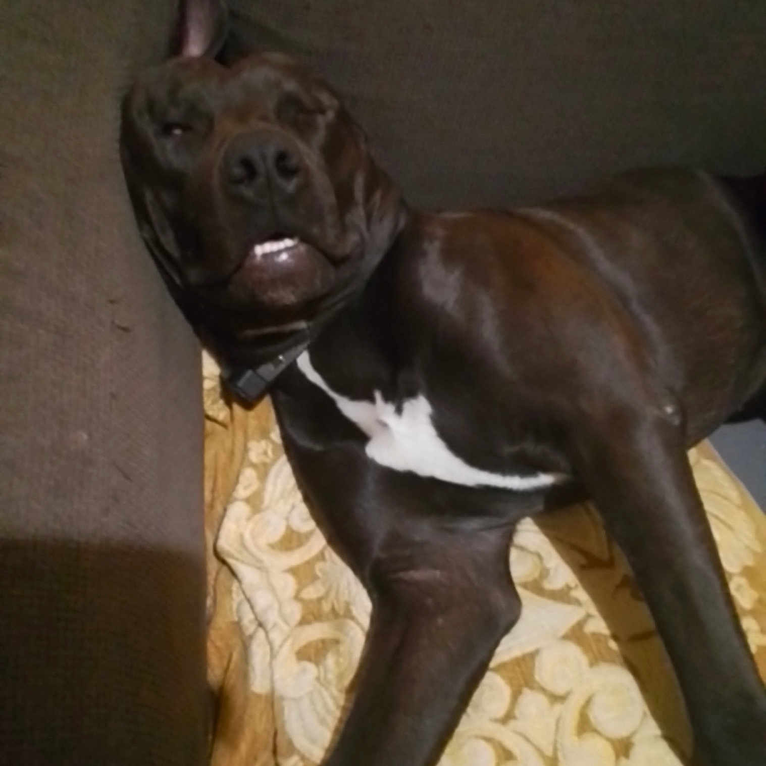 Marley Bob a rejoint le concours — aidez-le/la à gagner de superbes lots ! dog, black_dog, pet, lying_down, couch, blanket, indoor, relaxed, canine, fur, collar, resting, sleepy, animal, companion, domestic, mammal, cute, face, whiskers