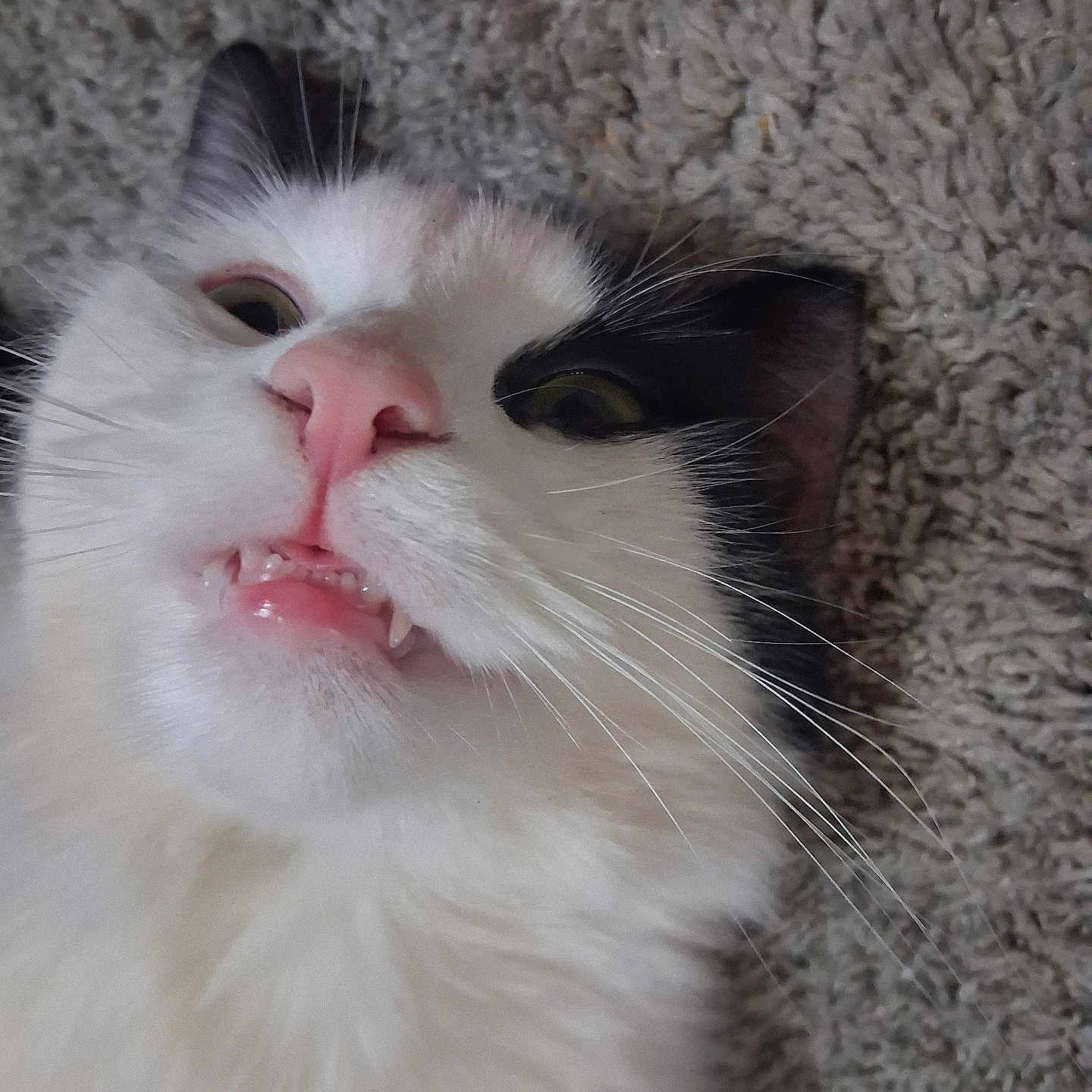 Meowmeow