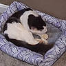 Meowmeow is registered to the contest to win money with this photo: cat, pet_bed, black_and_white, sleeping, curled_up, carpet, indoor, resting, cozy, feline, animal, paw, fur, quiet, domestic, relaxed, home, bed, purple, patterned