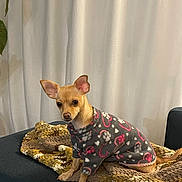 Matcha is registered to the contest to win money with this photo: dog, small_dog, tan_dog, sweater, heart_pattern, blanket, couch, indoor, pet, animal, furniture, curtain, plant, cozy, portrait, sitting, cute, warm, companion, domestic