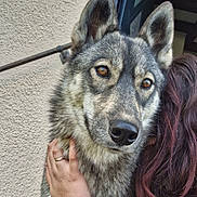 Anarchy participe au concours pour gagner de l'argent avec cette photo : animal, brown_eyes, canine, casual_clothing, closeup, dog, ears, face, friendship, fur, hair, hand, hug, love, outdoor, person, pet, portrait, wall, window