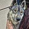 animal, brown_eyes, canine, casual_clothing, closeup, dog, ears, face, friendship, fur, hair, hand, hug, love, outdoor, person, pet, portrait, wall, window
