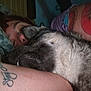 Anarchy participe au concours pour gagner de l'argent avec cette photo : animal, arm, bed, bracelet, closeup, cozy, dog, face, fur, human, indoor, intimate, nose, peaceful, person, pillow, resting, sleeping, snuggling, tattoo
