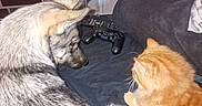 Anarchy a rejoint le concours — aidez-le/la à gagner de superbes lots ! animal_companions, cat, closeup, couch, cozy, curious, dog, figurines, furniture, game_controller, gray_dog, home, indoor, living_room, orange_cat, pet, relaxing, remote_control, shelf, wooden_wall