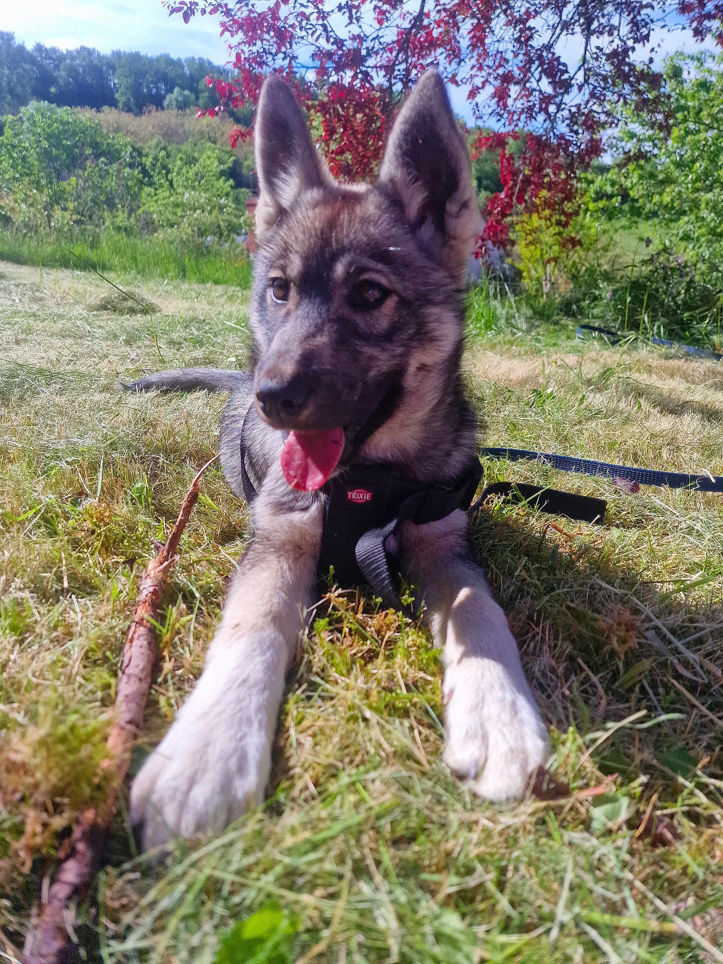 Anarchy participe au concours pour gagner de l'argent avec cette photo : animal, canine, dog, ears, grass, greenery, harness, leash, nature, outdoor, pet, playful, puppy, relaxing, stick, summer, sunny, tongue_out, tree, young_dog