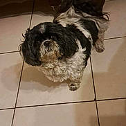 Poppy participe au concours pour gagner de l'argent avec cette photo : dog, pet, indoor, floor, tile, black_and_white, curious, furry, small_dog, looking_up, wooden_furniture, legs, companion, cute, animal, domestic, household, curled_tail, waiting, adorable