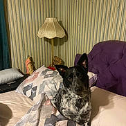 Franklin is registered to the contest to win money with this photo: animal, bed, cozy, curious, cute, dog, domestic, furniture, indoor, lamp, patterned_bedding, pet, pillow, portrait, purple_headboard, quilt, resting, statue, striped_wallpaper, teddy_bear