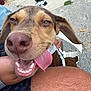 Earnest is registered to the contest to win money with this photo: canine, close_up, collar, concrete, daytime, dog, face, fence, hairy, happy, leash, metal_pole, outdoor, paw, person_leg, pet, playful, skin, smiling, tongue_out