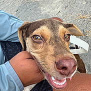 Earnest is registered to the contest to win money with this photo: animal, brown_fur, casual_clothing, close_up, companion, concrete, dog, grass, hand, happy, human_leg, joyful, lap, leash, outdoor, person, pet, short_hair, smiling, tongue_out