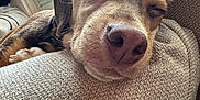 Earnest is registered to the contest to win money with this photo: animal, canine, closeup, comfort, cozy, cushion, dog, ears, fur, home, indoor, nap, natural_light, pet, relaxed, resting, sleeping, snout, texture, window