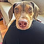 Earnest joined the competition — help win amazing prizes! animal, canine, close_up, comfort, couch, cute, dog, ears, eyes, floor, fur, human_leg, indoor, lap, nose, pet, pillow, relaxation, snout, wooden_floor